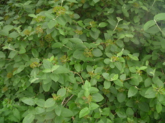 Viburnum lantana