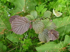 Corylus avellana