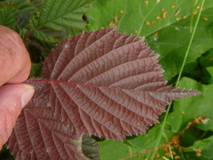 Corylus avellana