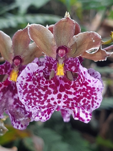 Caucaea sanguinolenta