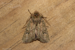 Meterana inchoata