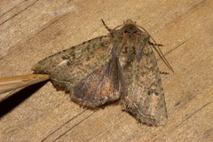 Meterana inchoata