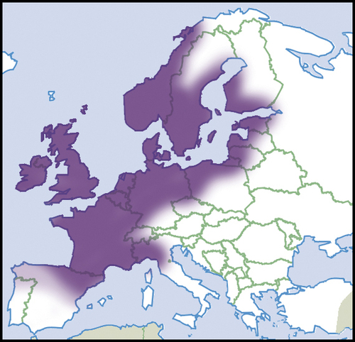 Dvidantė skląstenė nuotrauka