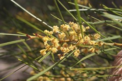 Acacia adunca