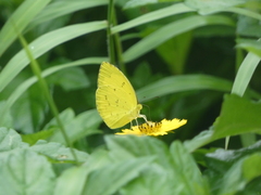 Eurema hecabe