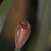 Luciérnagas Tropicales - Photo (c) John Sullivan, algunos derechos reservados (CC BY-NC), subido por John Sullivan