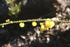 Acacia brunioides