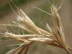 Rytidosperma unarede