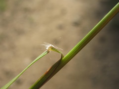 Rytidosperma unarede
