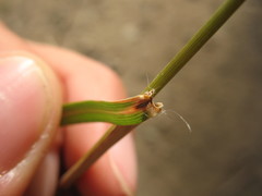 Rytidosperma unarede