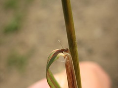 Rytidosperma unarede