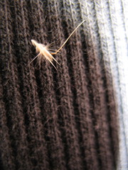 Rytidosperma unarede