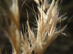 Rytidosperma unarede