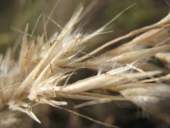 Rytidosperma unarede