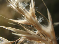 Rytidosperma unarede