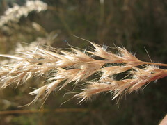 Rytidosperma unarede