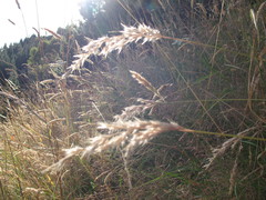 Rytidosperma unarede