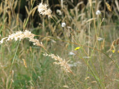 Rytidosperma unarede