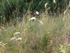 Rytidosperma unarede