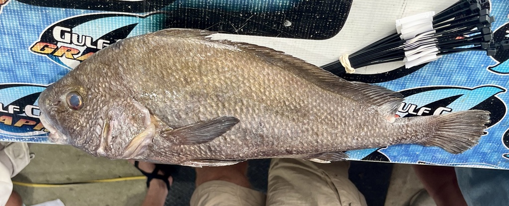 Blackbar drum (Pareques iwamotoi) — Sciaenidae