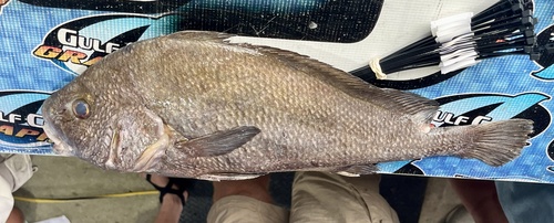 Blackbar drum (Pareques iwamotoi) — Sciaenidae