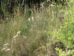 Rytidosperma unarede