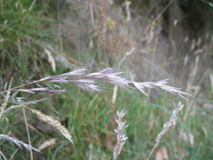 Rytidosperma unarede