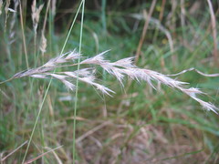 Rytidosperma unarede