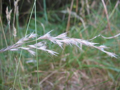 Rytidosperma unarede