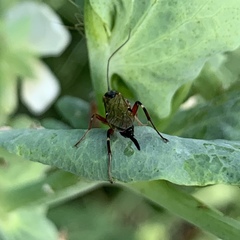 Pimpla turionellae