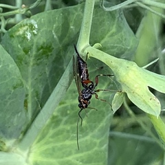 Pimpla turionellae