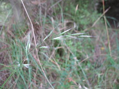 Rytidosperma unarede