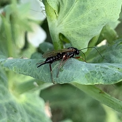 Pimpla turionellae