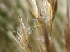 Rytidosperma gracile