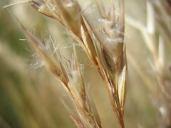 Rytidosperma gracile