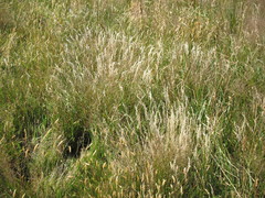 Rytidosperma gracile