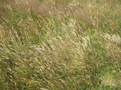Rytidosperma gracile