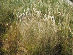 Rytidosperma gracile