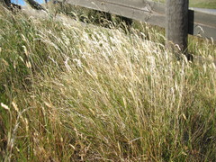 Rytidosperma gracile