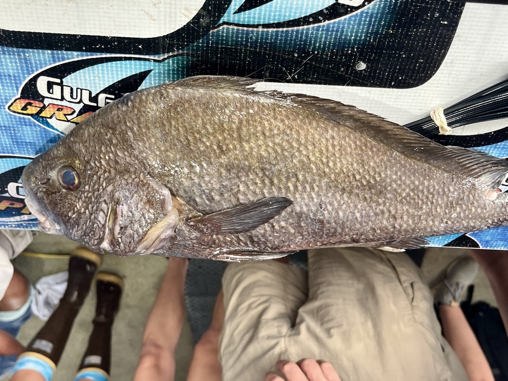 Photo of Iwamoto's Drum (Pareques iwamotoi)