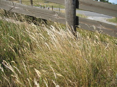 Rytidosperma gracile