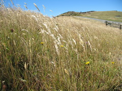 Rytidosperma gracile