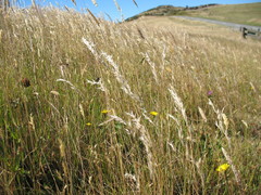 Rytidosperma gracile