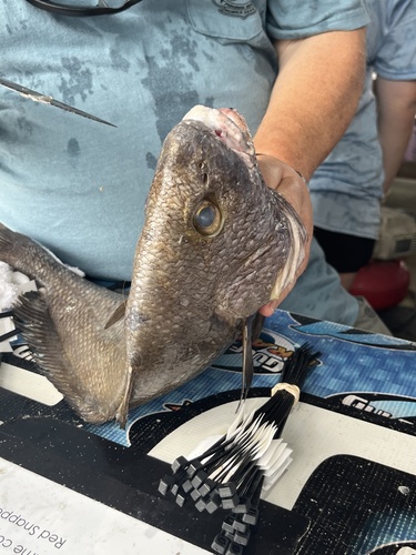 Photo of Iwamoto's Drum (Pareques iwamotoi)