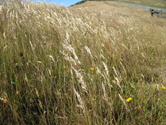 Rytidosperma gracile