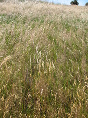 Rytidosperma gracile