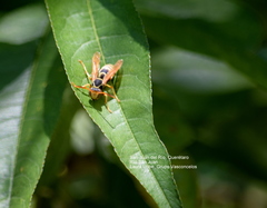 Polistes