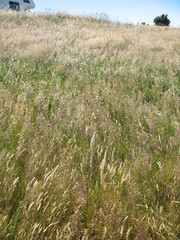 Rytidosperma gracile