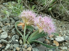 Allium platycaule