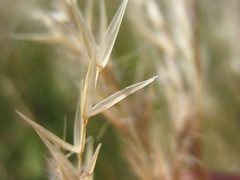 Rytidosperma gracile